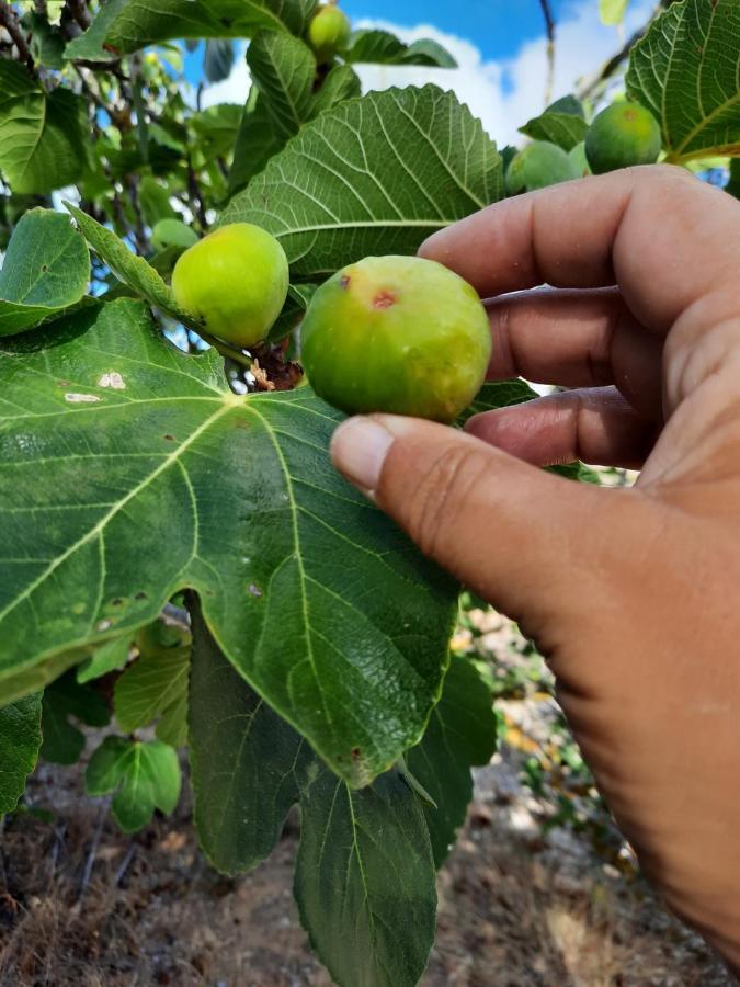 Quintinha Das Lombas S Porto Santo Bagian luar foto